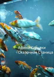 Сказочная Станица