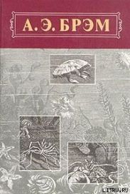 Жизнь животных, Том III, Пресмыкающиеся. Земноводные. Рыбы