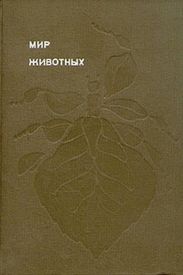Насекомые. Пауки
