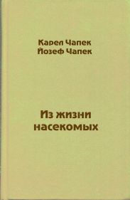 Из жизни насекомых